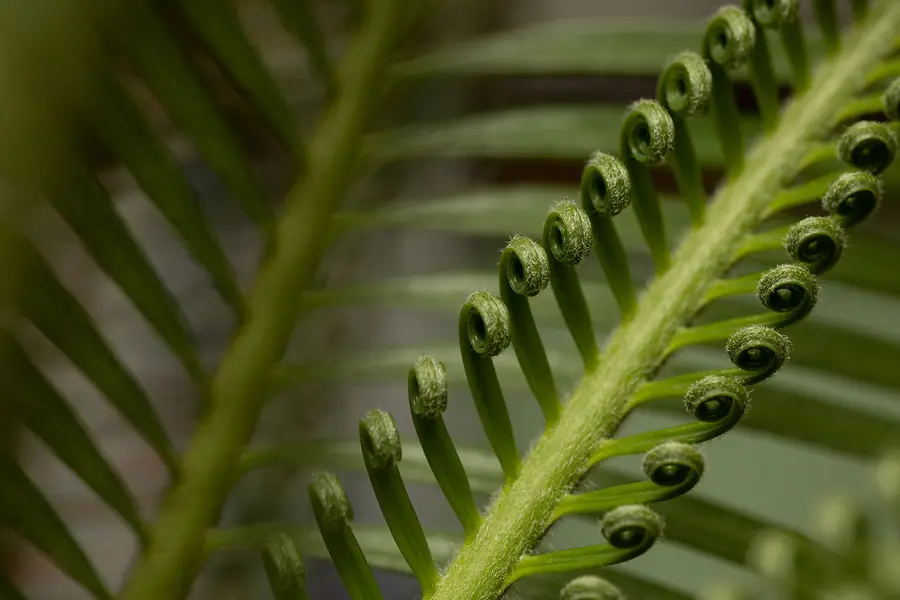 Close-up of a New Zealand plant, representing agricultural equipment finance